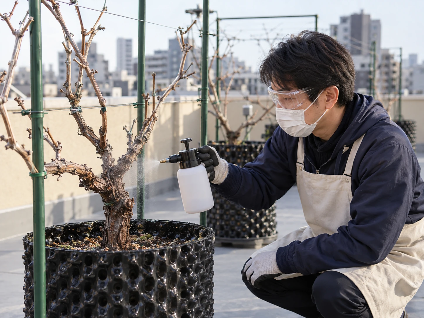 休眠期から芽吹きを待つぶどうの木