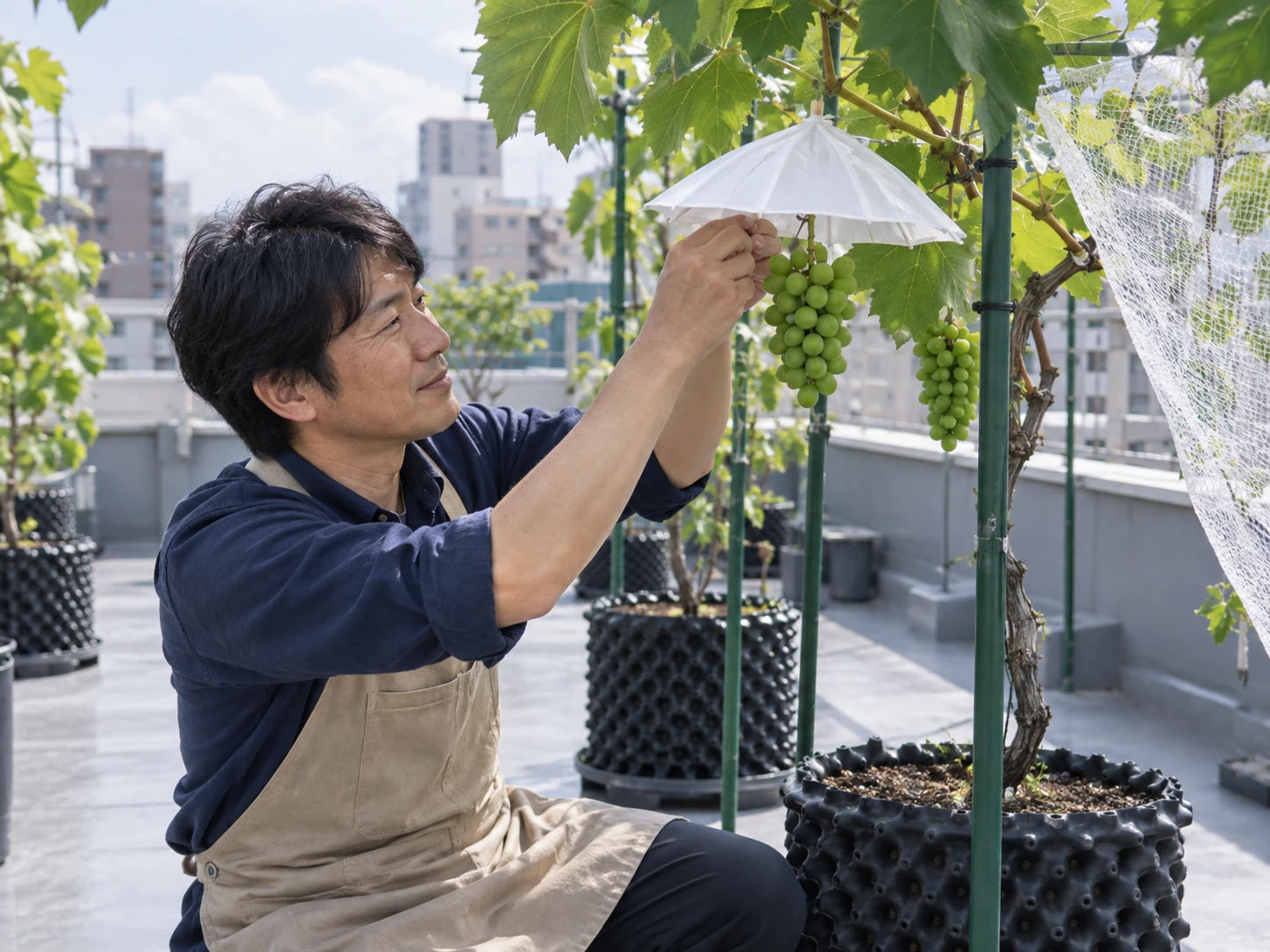 屋上ぶどう畑で行う栽培管理