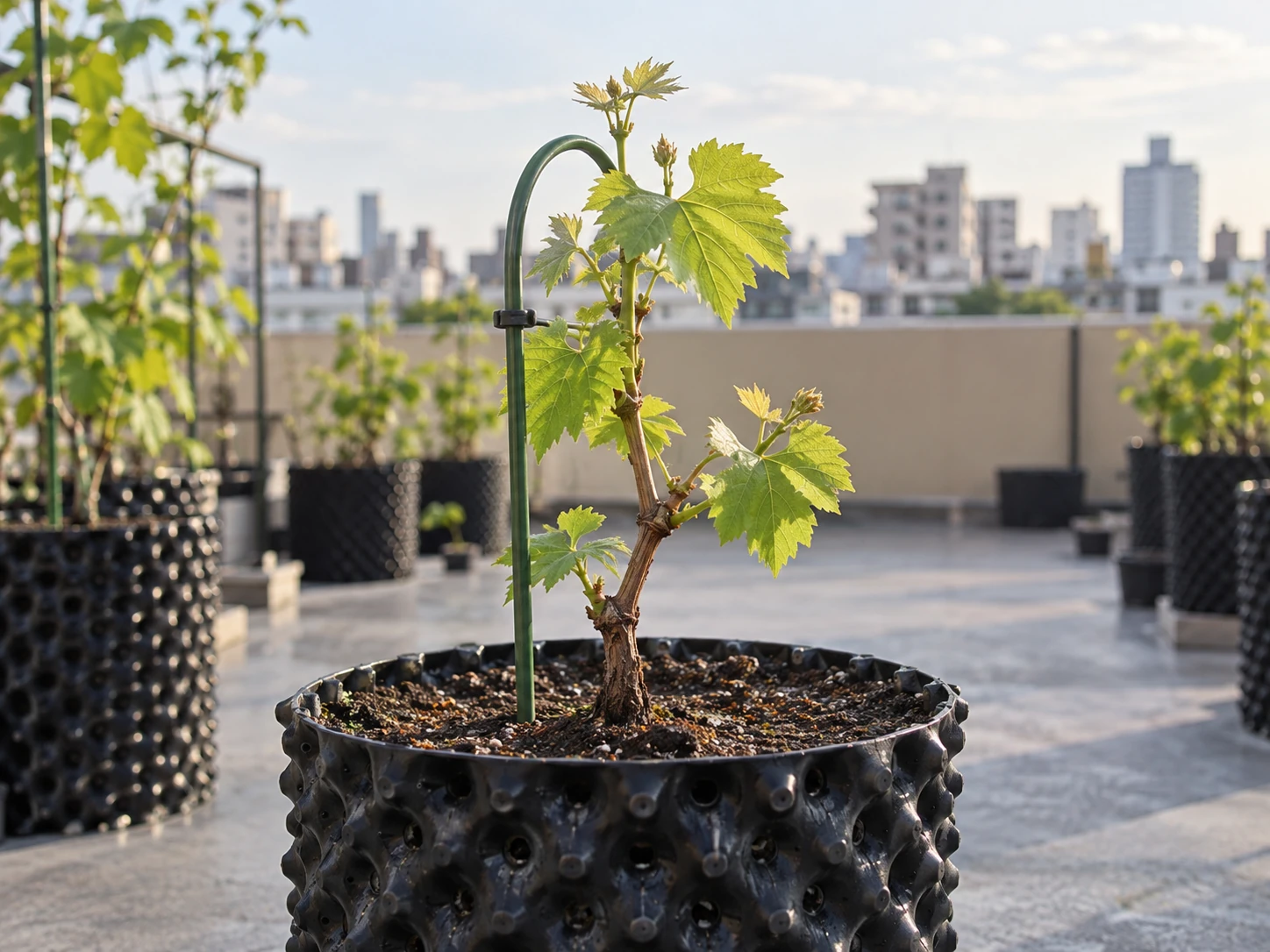 屋上の鉢に植えられた若いぶどうの苗木