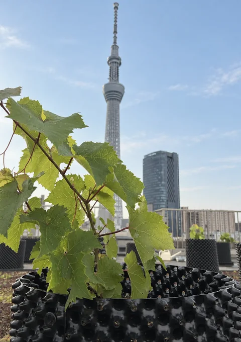 東京スカイツリーを望む押上の屋上ぶどう畑