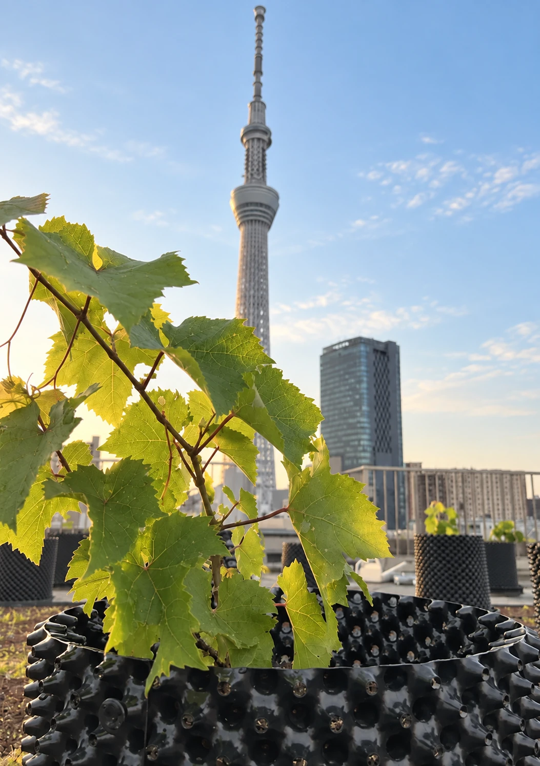 Oshiage Vineyardの建物と屋上ぶどう畑